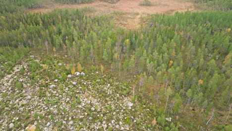 View-From-Above-Of-Dense-Fir-And-Birch-Forest-During-Autumn-In-Sweden