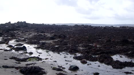 Extra-Wide-shot-of-exposed-rocky-reef-at-low-tide