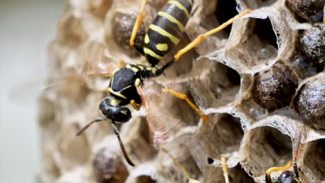 Macro-shot-of-wasp-moving-wings-in-slow-motion,-resting-on-honeycomb-in-sunlight