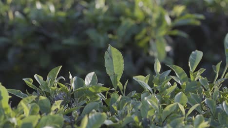 Emerald-Tea-Leaves-in-Vibrant-Plantation