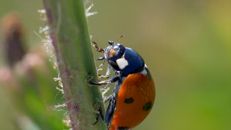 Macro-close-up-shot-of-ladybug-on-grass-stalk-eating-and-cleaning-in-sunlight,-slow-motion