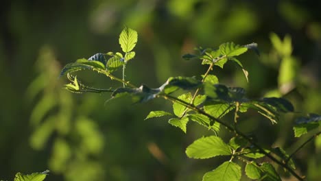 A-thorny-raspberry-branch-with-fresh-green-leaves-backlit-by-the-morning-sun