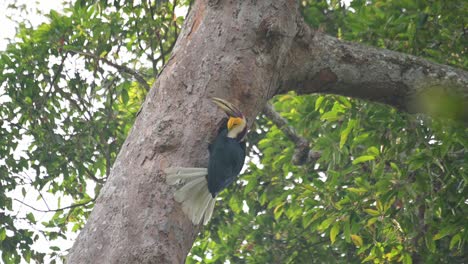 Letting-out-food-items-from-its-mouth-and-feeds-and-flies-away-to-the-right,-Wreathed-Hornbill-Rhyticeros-undulatus,-Male,-Thailand