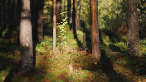 Ein-Kleiner,-Von-Der-Morgensonne-Beleuchteter-Baum-Steht-Zwischen-Dicken-Baumstämmen-Im-Herbstwald