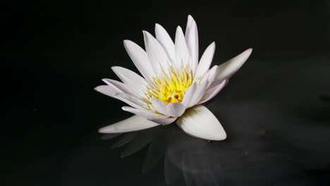 Peaceful-white-water-lily-reflection-with-mist-on-water-surface