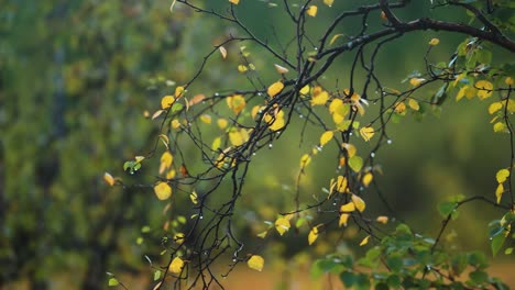 Raindrops-cling-to-yellow-green-leaves-on-the-thin-dark-birch-tree-branches