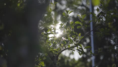 Panning-close-up-slow-mo-of-sun-and-rays-between-tree-and-leaves-of-tea