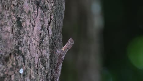 Looking-up-and-then-tilts-its-head-suddenly-while-facing-up-camouflage-on-the-bark-of-the-tree,-Spotted-Flying-Dragon-Draco-maculatus,-Thailand
