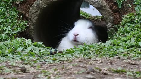 White-rabbit-hiding-in-grassy-pit