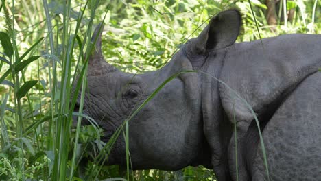 A-one-horned-endangered-rhino-species-standing-in-the-tall-grasses-eating-the-leaves-of-bushes-in-the-Chitwan-National-Park-in-Nepal