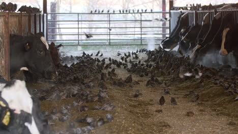 European-starlings-feeding-on-animal-feed-in-dairy-farm-cow-shed-rack-focus
