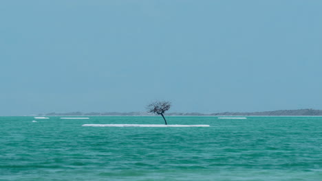 Zeitraffer-Einer-Szene-Am-Toten-Meer-Mit-Kahlen-Bäumen-Auf-Einer-Salzigen-Insel