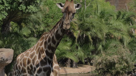 Giraffe-in-the-zoo