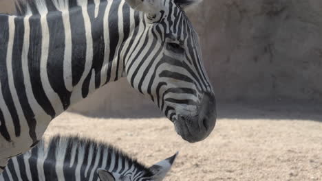 Zebras-in-the-zoo