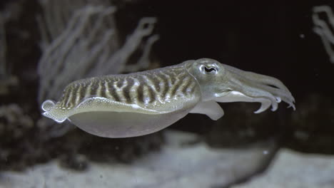 Unterwasseransicht-Von-Tintenfischen