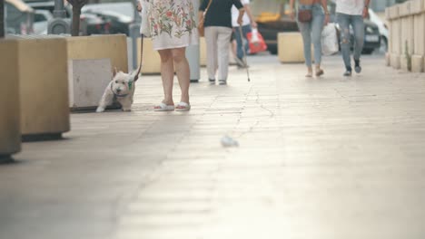 Street-with-walking-people-and-lovely-west-highland-white-terrier