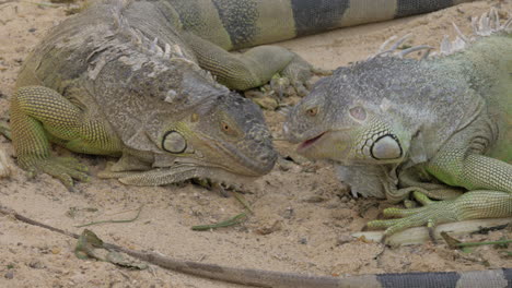 Two-big-green-iguanas-eating-plants