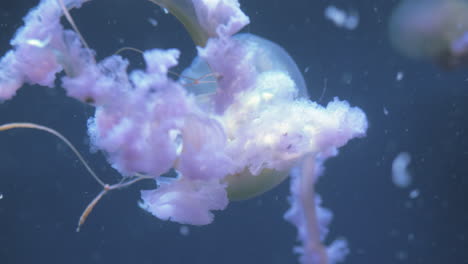 Jellyfish-swimming-underwater