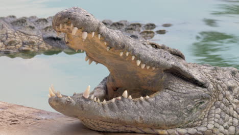 Offene-Kiefer-Eines-Großen-Krokodils-Im-Wasser