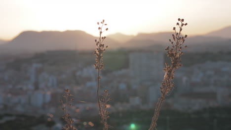 Un-Primer-Plano-De-Una-Flor-Seca-Contra-El-Paisaje-Borroso-De-Alicante