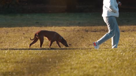 Fesselnde-Szene,-In-Der-Der-Hund-Neben-Dem-Besitzer-Im-üppigen-Gras-Des-Englischen-Gartens-Schnüffelt,-Abenteuer-Im-Münchner-Park,-Bindung-Zwischen-Haustierbesitzern,-Naturerkundung,-Hundesinne,-Gemütlicher-Spaziergang-In-Ruhiger-Umgebung