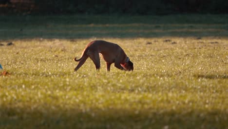 Fesselnde-Szene,-In-Der-Der-Hund-Neben-Dem-Besitzer-Im-üppigen-Gras-Des-Englischen-Gartens-Schnüffelt,-Abenteuer-Im-Münchner-Park,-Bindung-Zwischen-Haustierbesitzern,-Naturerkundung,-Hundesinne,-Gemütlicher-Spaziergang-In-Ruhiger-Umgebung