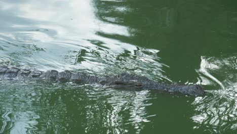A-crocodile-slowly-swimming-in-a-bright-green-water