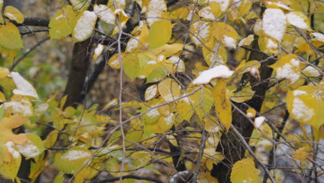 Herbstbaum-Mit-Erstem-Schnee-Bedeckt