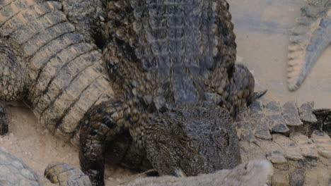 Huge-crocodiles-moving-around-each-other-while-eating-meat