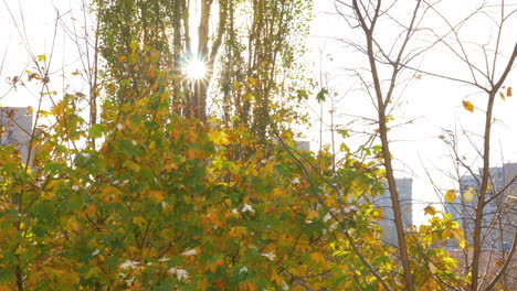 The-sun-shining-through-tree-branches-on-a-colorful-autumn-tree-crown