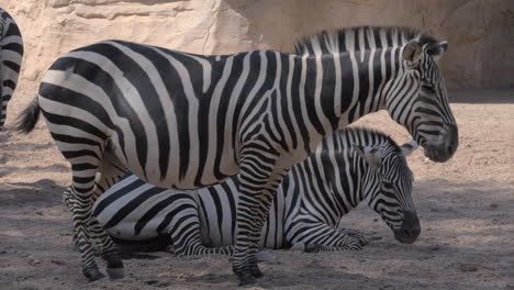 Zebras-at-the-zoo-One-animal-is-pregnant