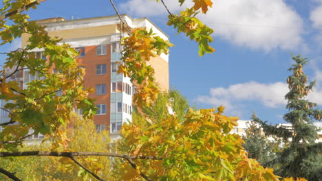 Colorful-autumn-tree-crowns-moving-in-the-wind-on-a-bright-day