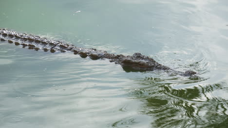 Crocodile-is-swimming-and-watching-its-prey