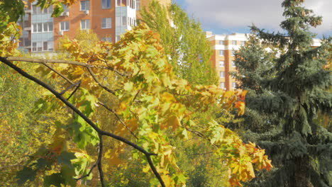 Otoño-En-La-Ciudad-árboles-Amarillos-Entre-Las-Casas