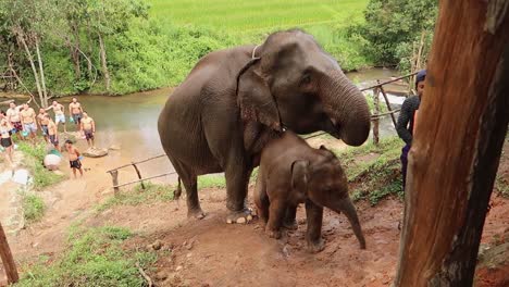 Mahout-Alimentando-A-La-Madre-Elefante-Y-A-Su-Cría,-Acicalándolos-Colina-Arriba-Después-Del-Baño-Con-Turistas