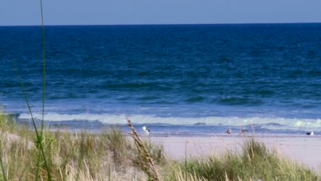 Seagulls-On-Sandy-Beach-With-Ocean-Waves-Splashing-In-Maryland,-USA