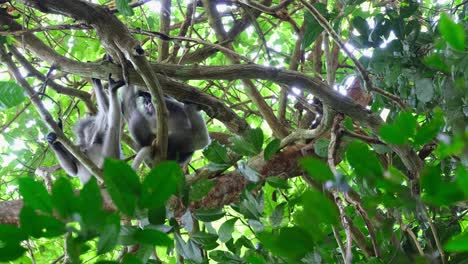 Both-holding-on-to-branches-as-the-one-on-the-right-looks-down-to-towards-the-camera-and-scratches,-Spectacled-Leaf-Monkey-Trachypithecus-obscurus,-Thailand