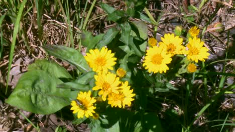Honey-Bee-Feeding-On-Yellow-Leopardbane-Flower-In-Maryland,-USA