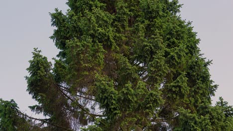 Verdant-Evergreen-Tree-Canopy.-Pan-down-shot