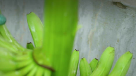 Captura-De-Detalle-De-Racimos-De-Plátano-Cortándolos.