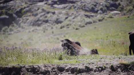 Bull-Bison-rolling-in-the-dirt