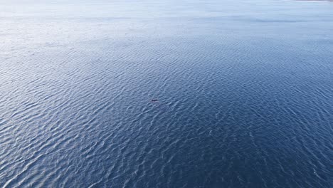 Extreme-Weitwinkelaufnahme-Einer-Drohne,-Die-Sich-Einem-Südlichen-Glattwal-Im-Weiten-Blauen-Ozean-Nähert