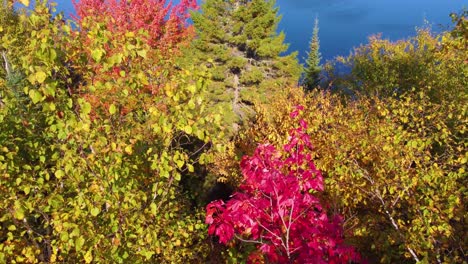 Nahaufnahme-Einer-Drohne-Aus-Der-Luft-Mit-Farbenfrohen-Rot-grün-gelben-Herbstblättern-In-Einem-Wald-In-Quebec,-Montreal