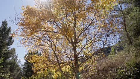 Poplar-branches-and-leaves-with-rays-of-light-on-a-sunny-autumn-day