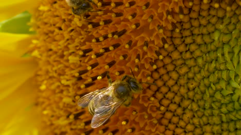 Gruppe-Von-Bienen,-Die-An-Sonnigen-Sommertagen-Pollen-Von-Leckeren-Gelben-Sonnenblumen-Sammeln,-Makroaufnahme