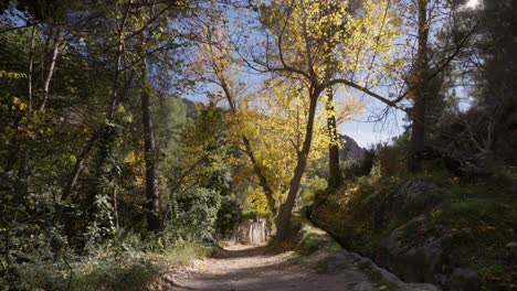 Walking-through-the-mediterranean-forest-in-autumn-with-poplars,-pines,-vegetation-and-mountains-in-the-background
