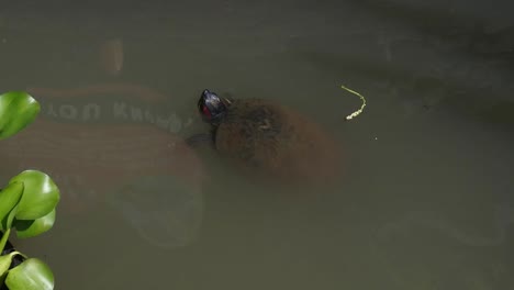 Brasilianische-Schildkröte-Schwimmt-Auf-Dem-Wasser