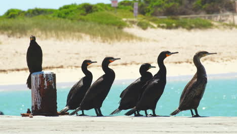 Cape-Cormorants-sunning-themselves-on-jetty,-side-view