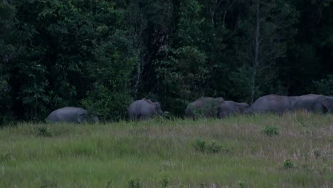 Herde,-Die-Vor-Einbruch-Der-Dunkelheit-Eine-Linie-Direkt-Außerhalb-Des-Waldes-Bildet,-Indischer-Elefant-Elephas-Maximus-Indicus,-Thailand