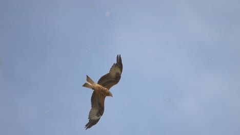 Tracking-shot-of-Majestic-Red-Kite-Eagles-gliding-at-blue-sky-in-summer,close-up